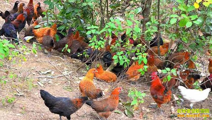 �Ĵ������Ƴ���ɽ�������������������괿����30����Ԫ