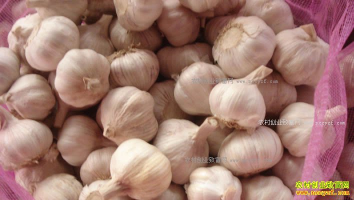 今年大蒜价格较去年同期下跌 明年种大蒜前景怎样?