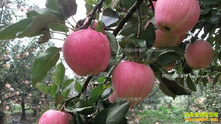 苹果行情不温不火 元旦前后苹果价格有望上涨