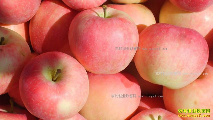 苹果行情不温不火 元旦前后苹果价格有望上涨