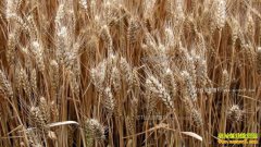 2018��������С�����۵׼��µ�50Ԫ/��