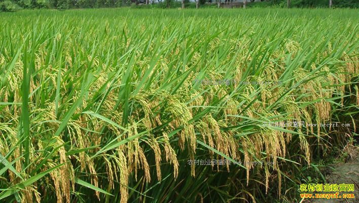 �Ϻ��з��ͳµǷ巵����ˮ�������߰�ʮ��Ԫ