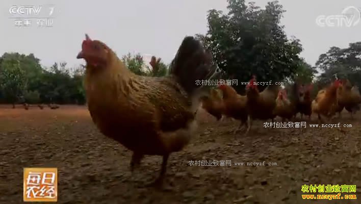 [ÿ��ũ��]����ڲ���ץ�ĺ���ɽ��������