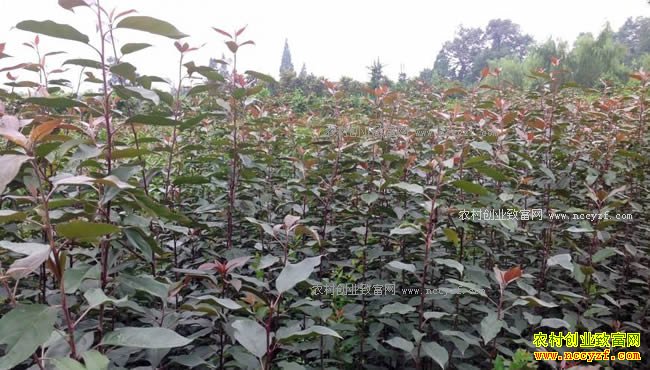 ��ľ�г����� 2018�꺣����ľ���鿴��