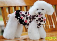 �������װ׬Ǯ�𣿳���÷���̻�����