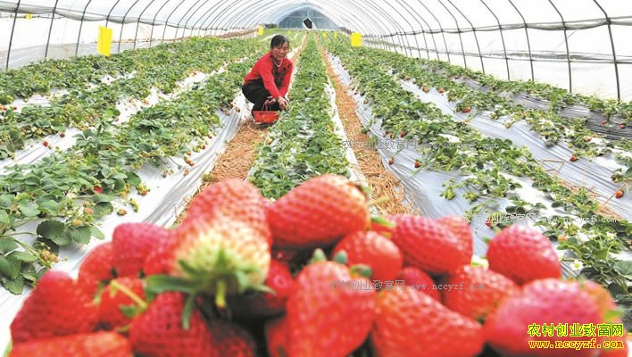 �Ĵ��Ͻ�����ƽ�����ֲ�ݮߵ���¸���