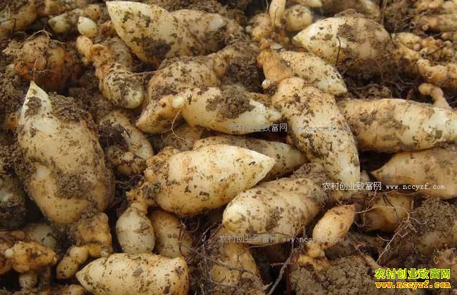 2018����ֲ���顢�����׬Ǯ��