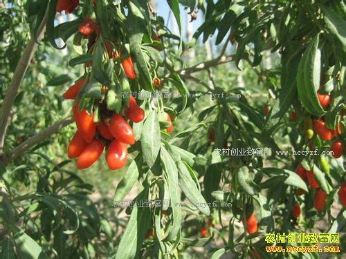 2018����ֲ���顢�����׬Ǯ��