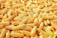 ���ں����׼۸�����ӭ�����ź�