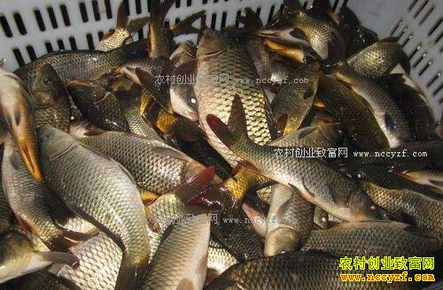 �������Ϯ ����Ʒ�͵�ˮ��۸�˫˫����