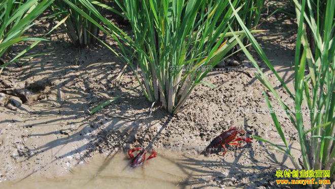 �������ǣ�ˮ������Ϻ��̬����Ч�涥����