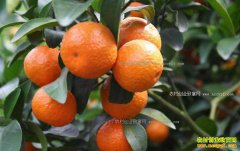 ɰ���ټ۸�������������½� ����ǰ�����