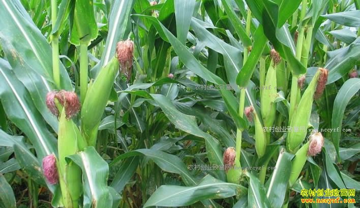 2018年种植玉米赚钱吗?今年玉米非优势区域农户不宜盲目扩大种植