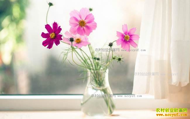 С�ɱ�����ƿ�л����׬Ǯ