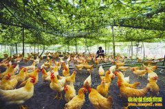 �Ĵ������أ���ɫ������ũ����