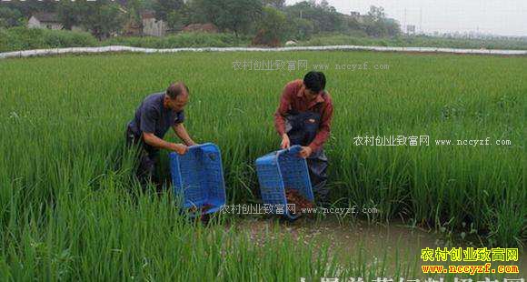 ������ϺĶ��ֵ����Ԫ��ũ���¸�����Ŀ