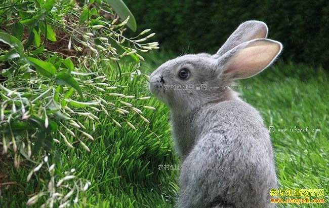 ��ë����ֳǰ���ͳɱ�Ч�����