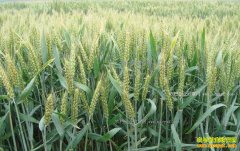 2018��ũ�巢չʲô��ֲ��Ŀ��׬Ǯ��