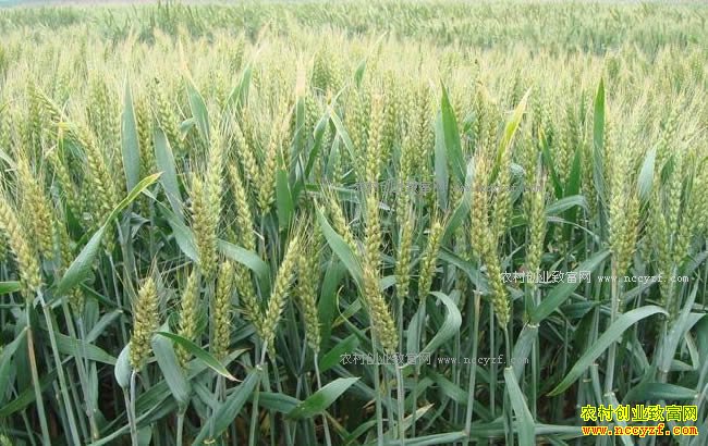 2018��ũ�巢չʲô��ֲ��Ŀ��׬Ǯ��