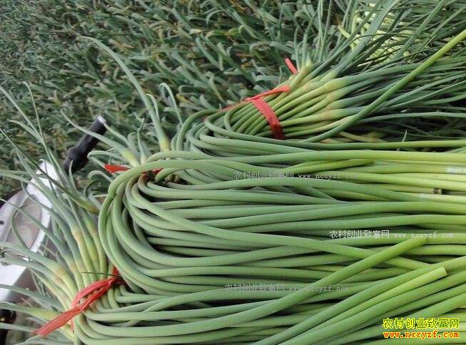 ��޷���봺���������� ר��Ԥ����޷�۸���