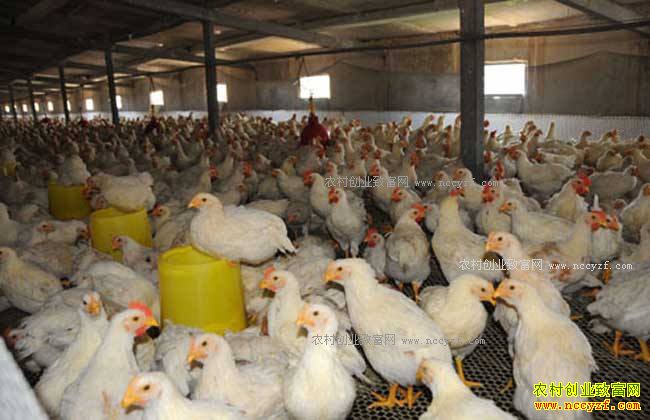 �⼦�۸�ת ר��Ԥ����ʳë�������齫��������һ����