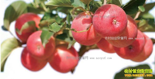 �ӱ�¡Ң�س°�֥��κС�ڷ��޿���΢�ꡱ��ƻ�����������¸�