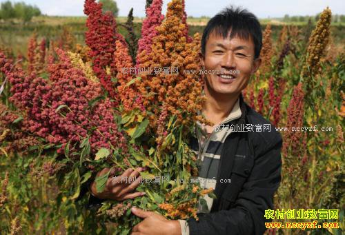 ޼����ֲ,��ֲ��Ŀ