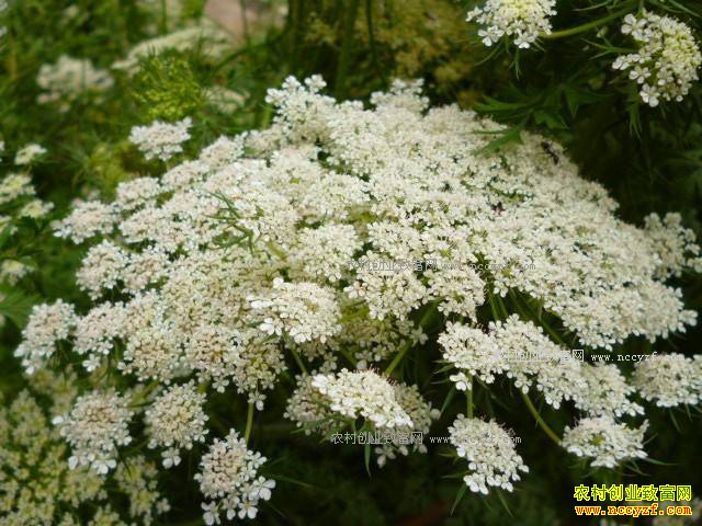 2018����Щ��ҩ�ļ۸��������ǣ�