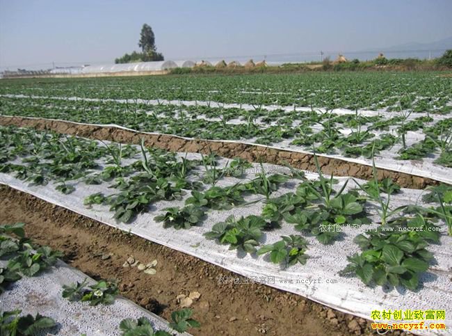 �㽭�������������ݮ���ִ��� ������׬Ǯ