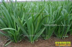 �²������Ƽ��󼲲��𣿾²˹�Ч�����Ƽ����÷�