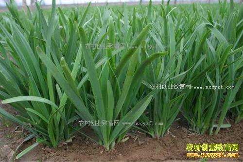 �²������Ƽ��󼲲��𣿾²˹�Ч�����Ƽ����÷�