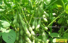 2018��ũ����ֲʲô����ã��Ƽ�4����ֲ��Ŀ