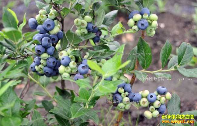 �Ĵ����������Ǵ壺��ֲ��ݮͶ���ټ�Ч��