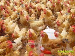 ����������Ҫ�ص������Щ������