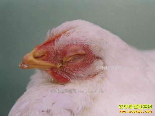 ��ͷ�ۺ���