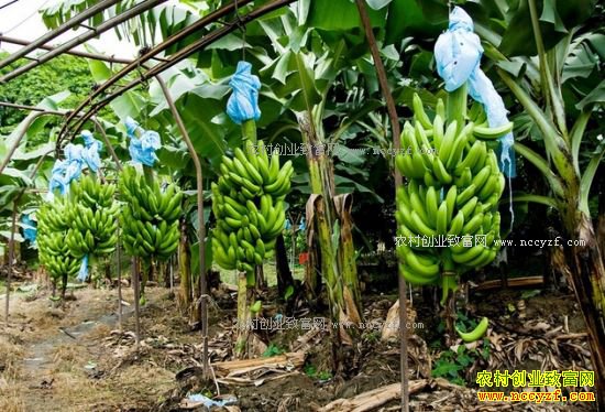 �㽶�۸��µ���50% �������㽶����׬Ǯ��