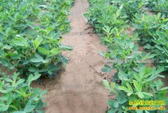 �����ֻ����ܸ߲��������߲����༼��Ҫ��