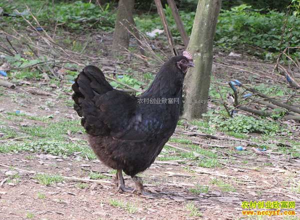 ������ֳ�ڹǼ����ڹǼ���ֳ����Ҫ��