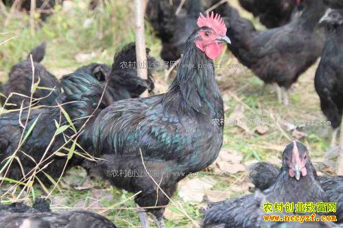 ������ֳ�ڹǼ����ڹǼ���ֳ����Ҫ��