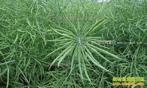 �Ͳ˻�ӭ��ʢ���� ���Ѽ۸���������¸߶�