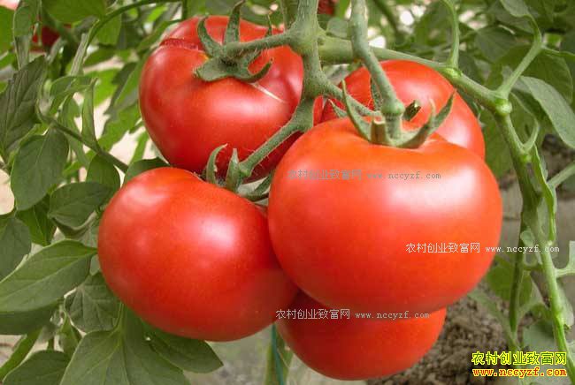 ���Ѽ������м۸��� ר��Ԥ����������ѻ�ů