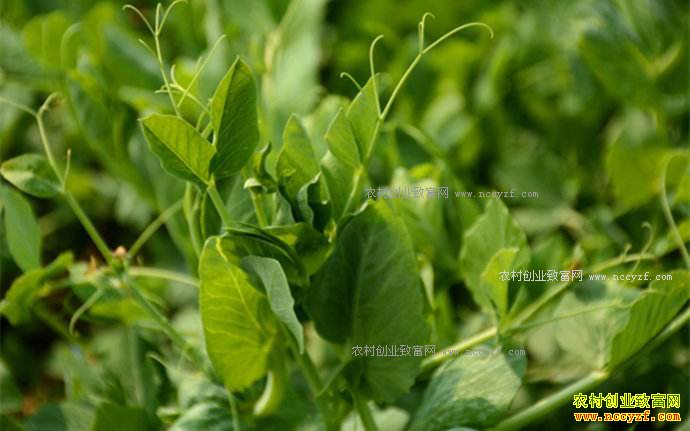 ���������أ���ֲ�㶹��ũ���¸�����Ŀ