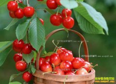 ������ˮ���������� �ɴ�ʱ���Ч���