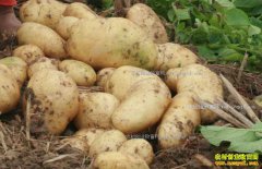 ȥ�������۸�� 2018��������ֲǰ����Σ�