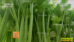 [ũ�����]����ͼ˹�۲����༼����Ƶ