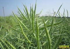 �ֵ�һ���Ͳ˳���ʱ �Ͳ����г��۸񽫻�ů