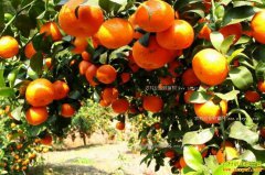 ���������չ��۸���� ר�ң��ɿ�����������