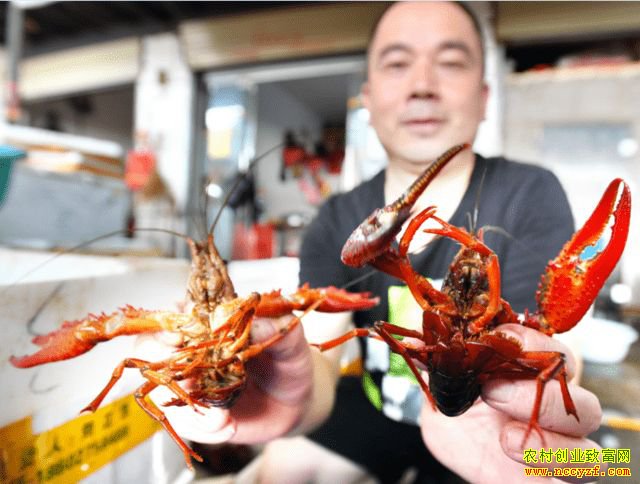 ��С��Ϻ��ս��һ������ ����ɫ�ž��������