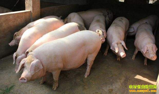 猪价回暖 分析师:月底猪价将回归成本线附近