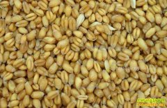 С��۸񴺼��ߵ� ����ʦ:�������к󽫻���